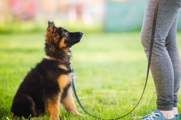 Köpek Eğitimleri