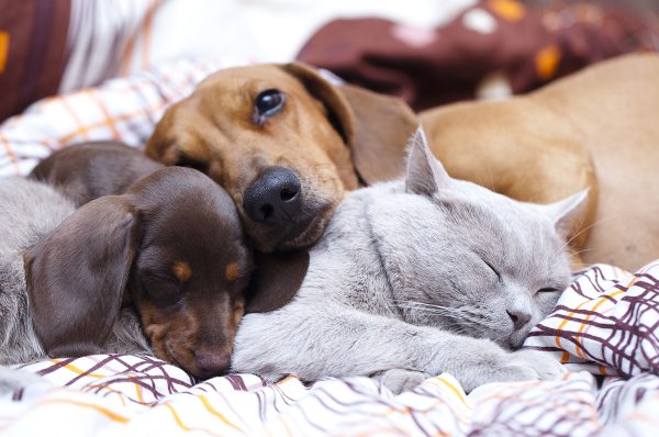 Köpek Psikolojisi