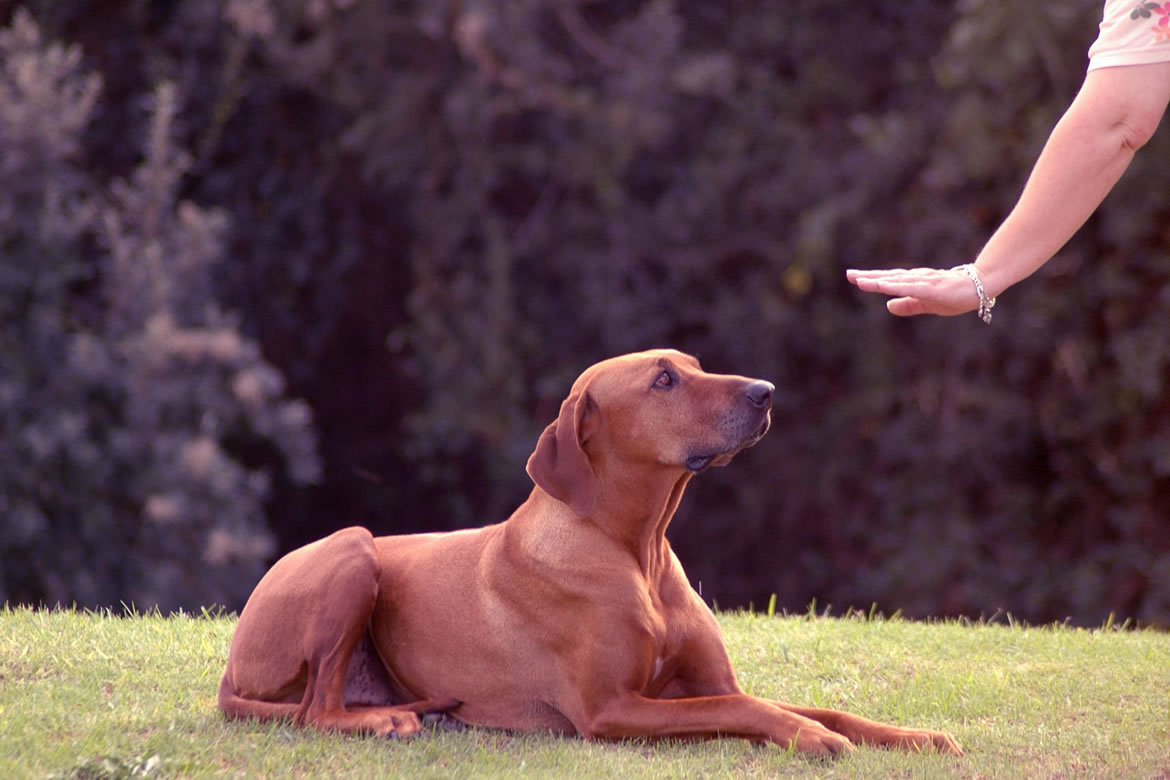 Köpek Eğitimi Fiyatları