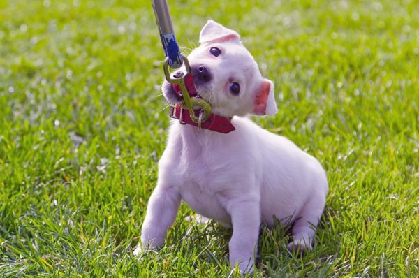 Köpek Davranış Eğitimi