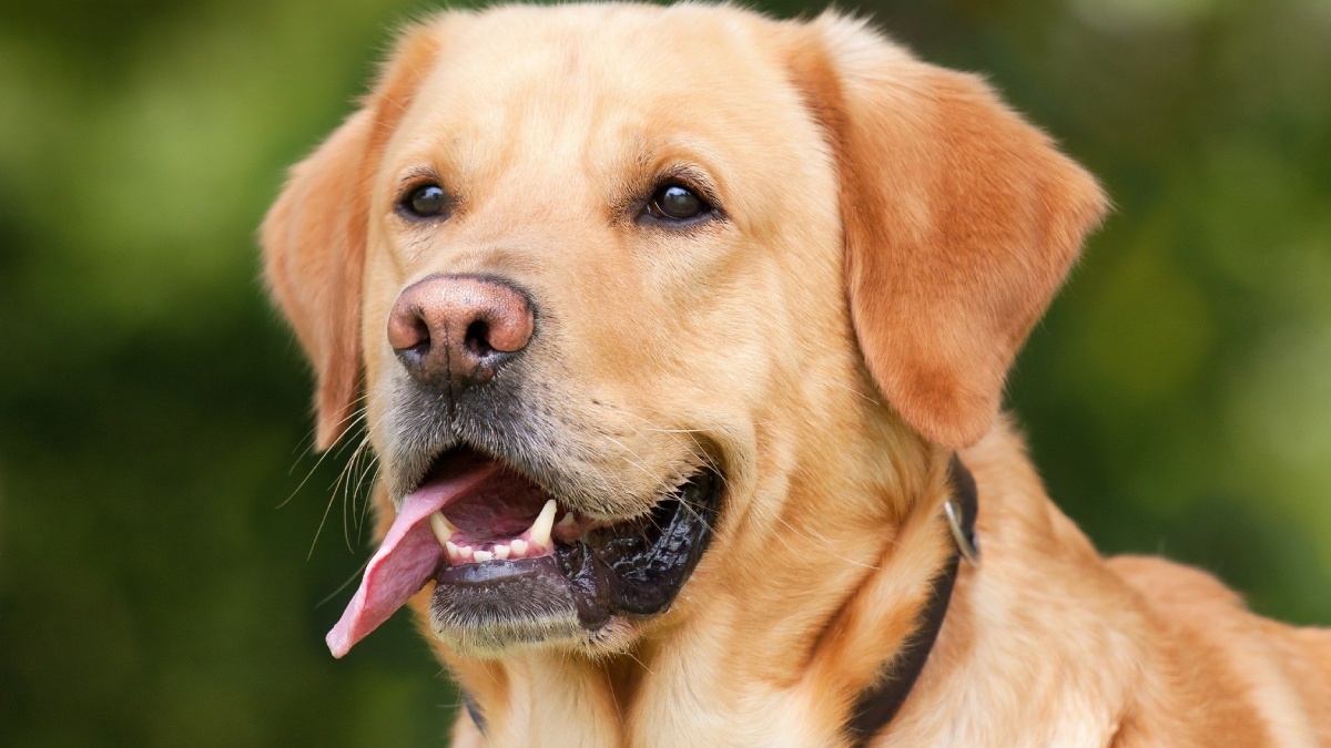 Labrador Retriever