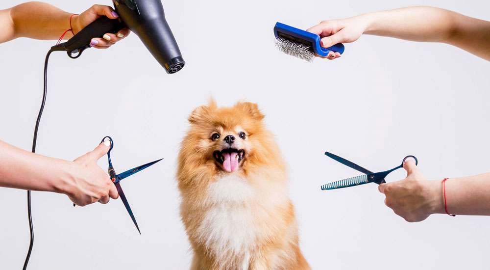 Yavru Köpek Bakımı