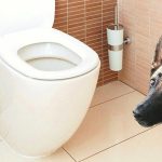 Yavru Köpek Tuvalet Eğitimi