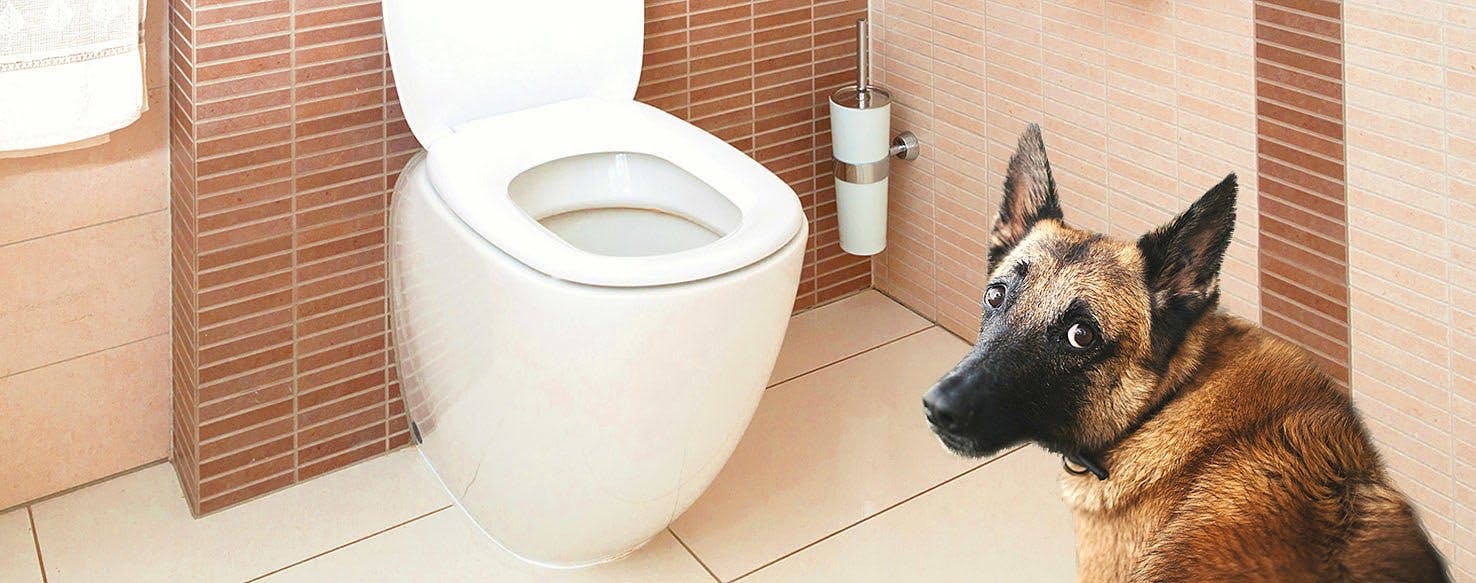 Yavru Köpek Tuvalet Eğitimi